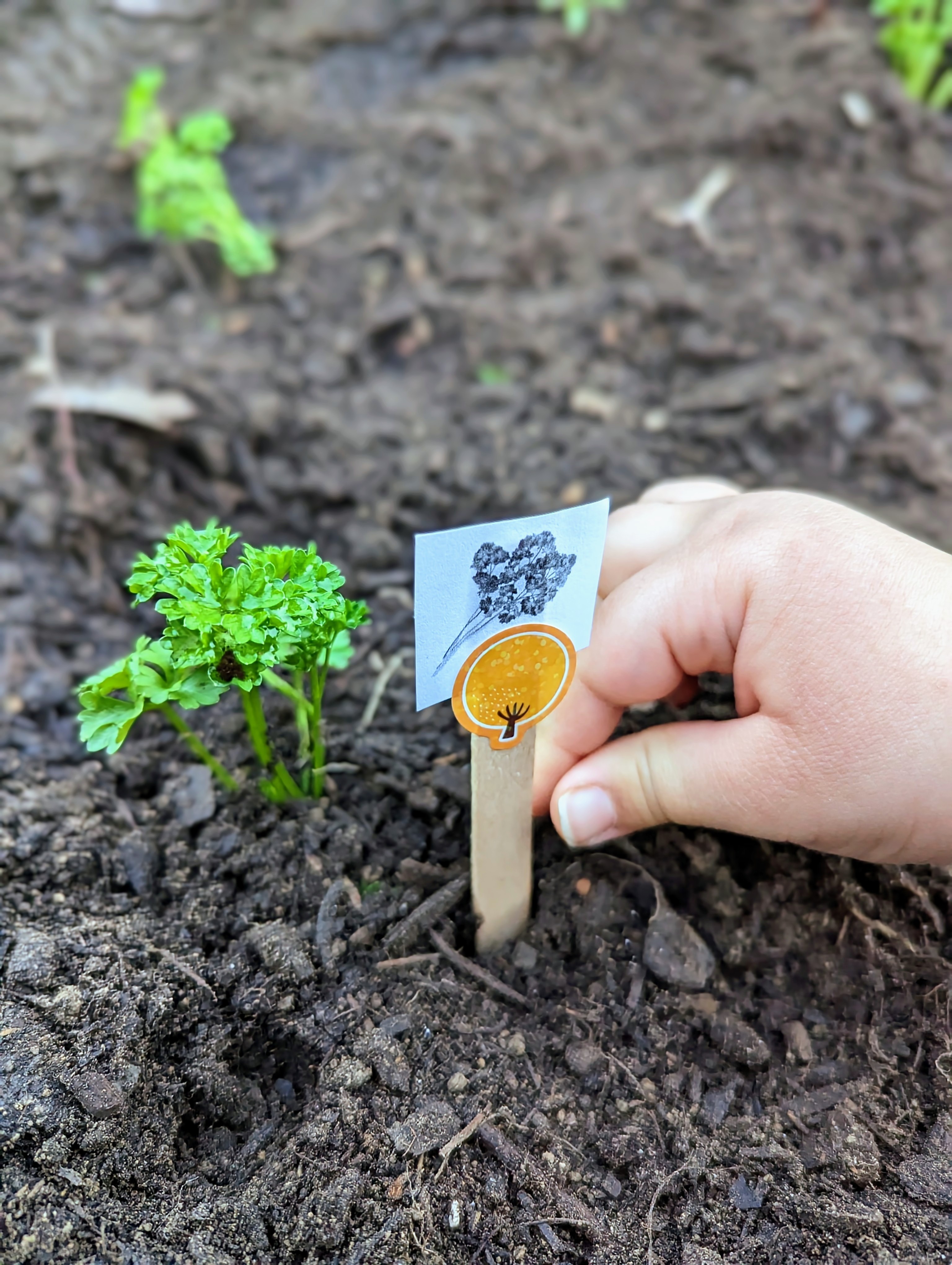Atelier de jardinage et potager d'herbes aromatiques pour enfants - Alimentation Éclairée